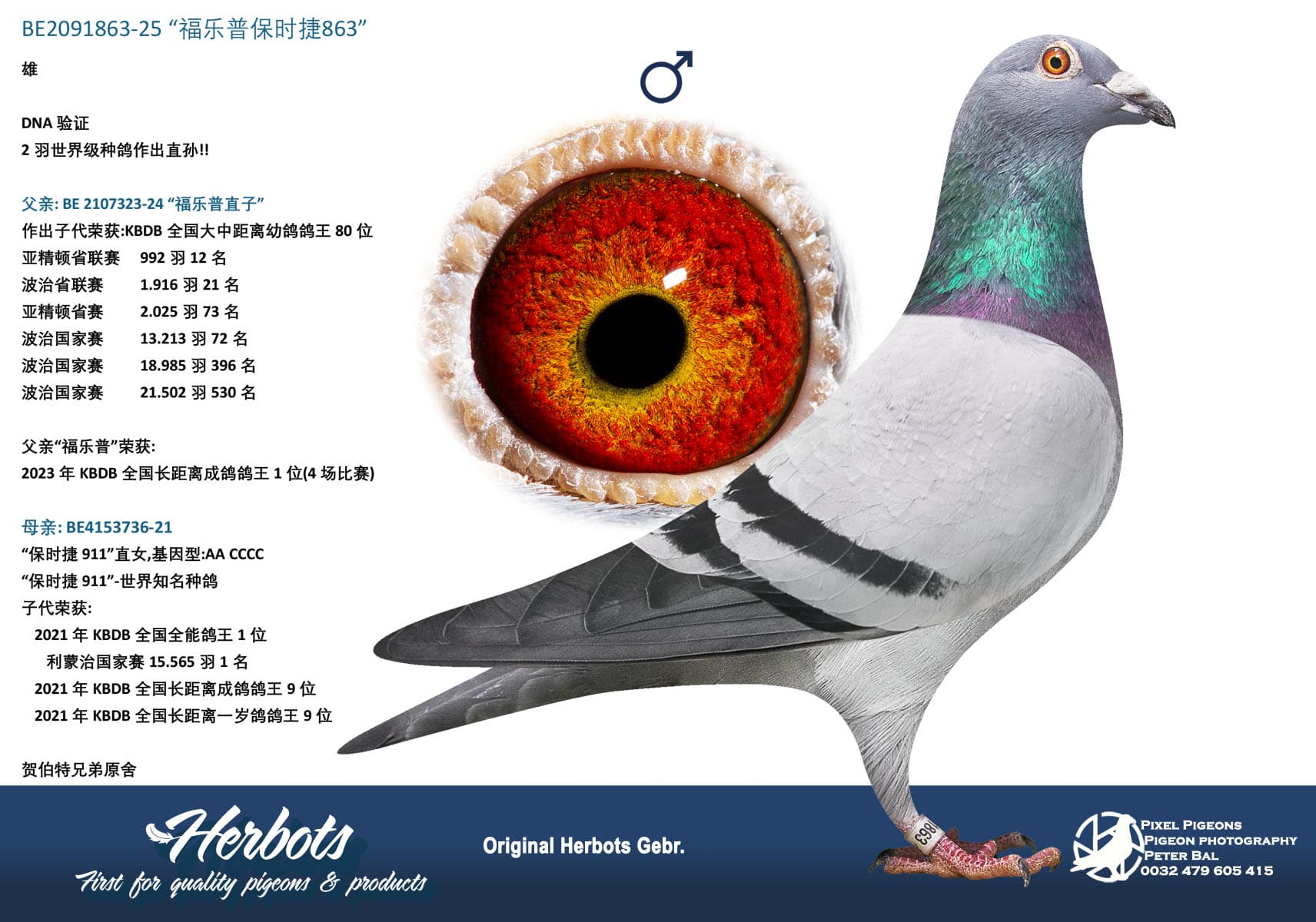 pigeon: undefined