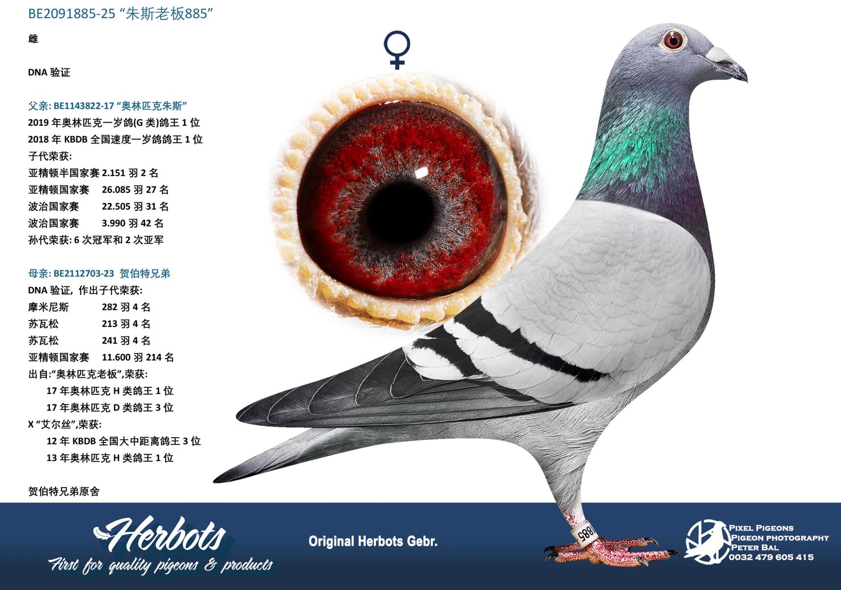 pigeon: undefined