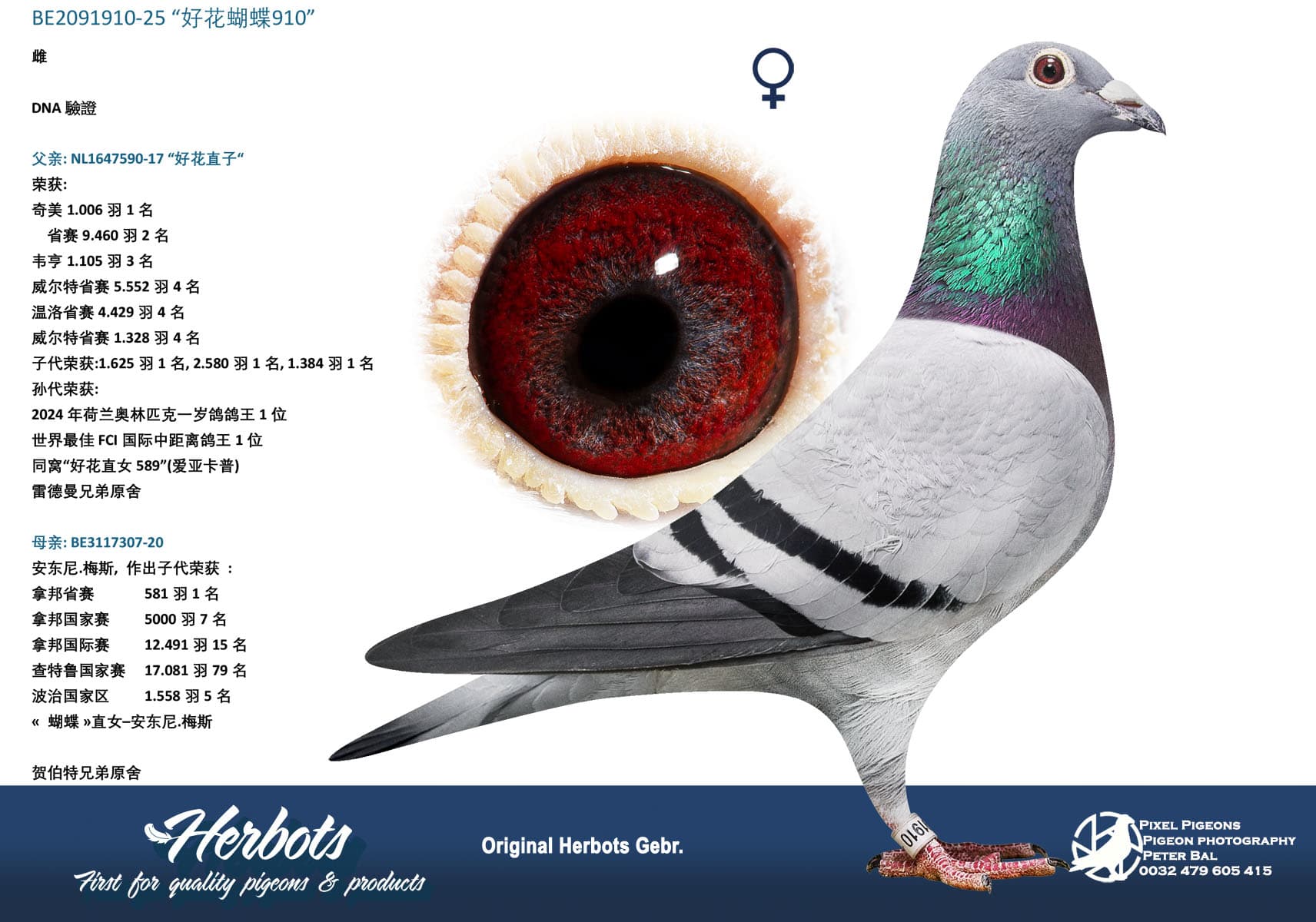 pigeon: undefined