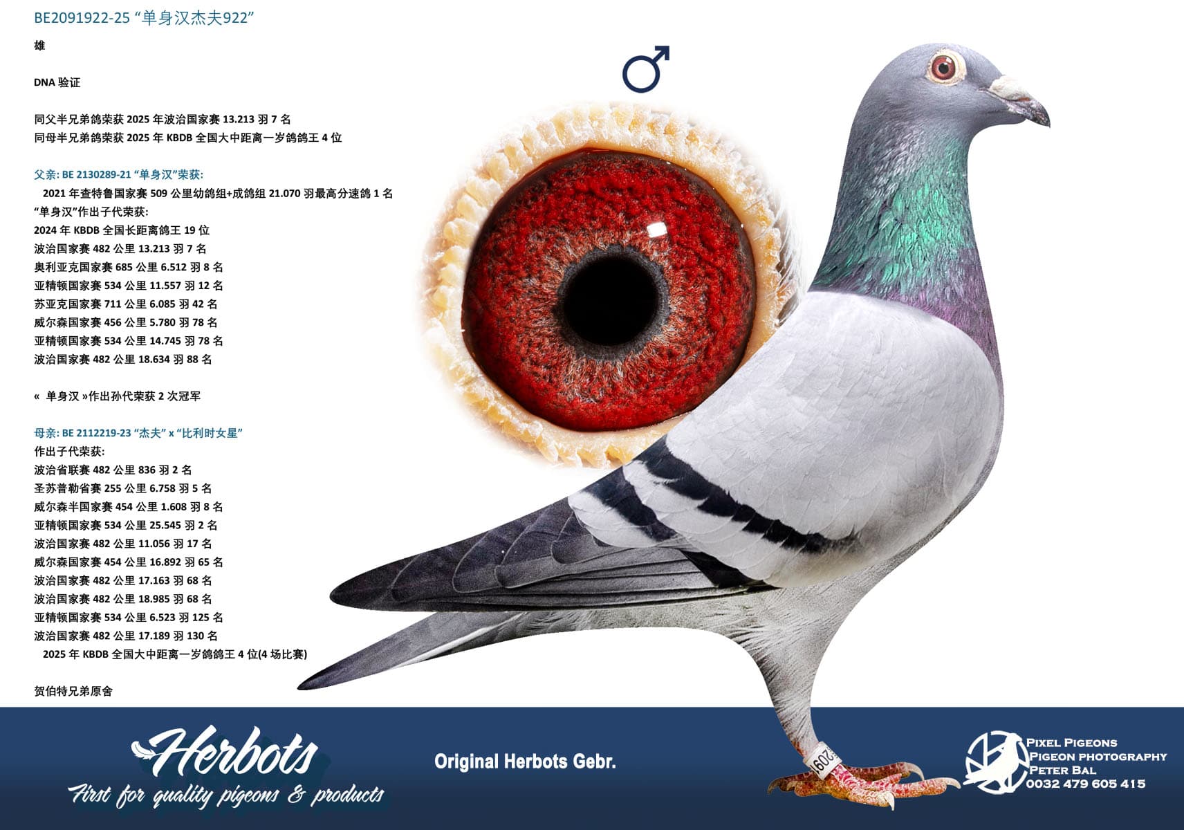 pigeon: undefined