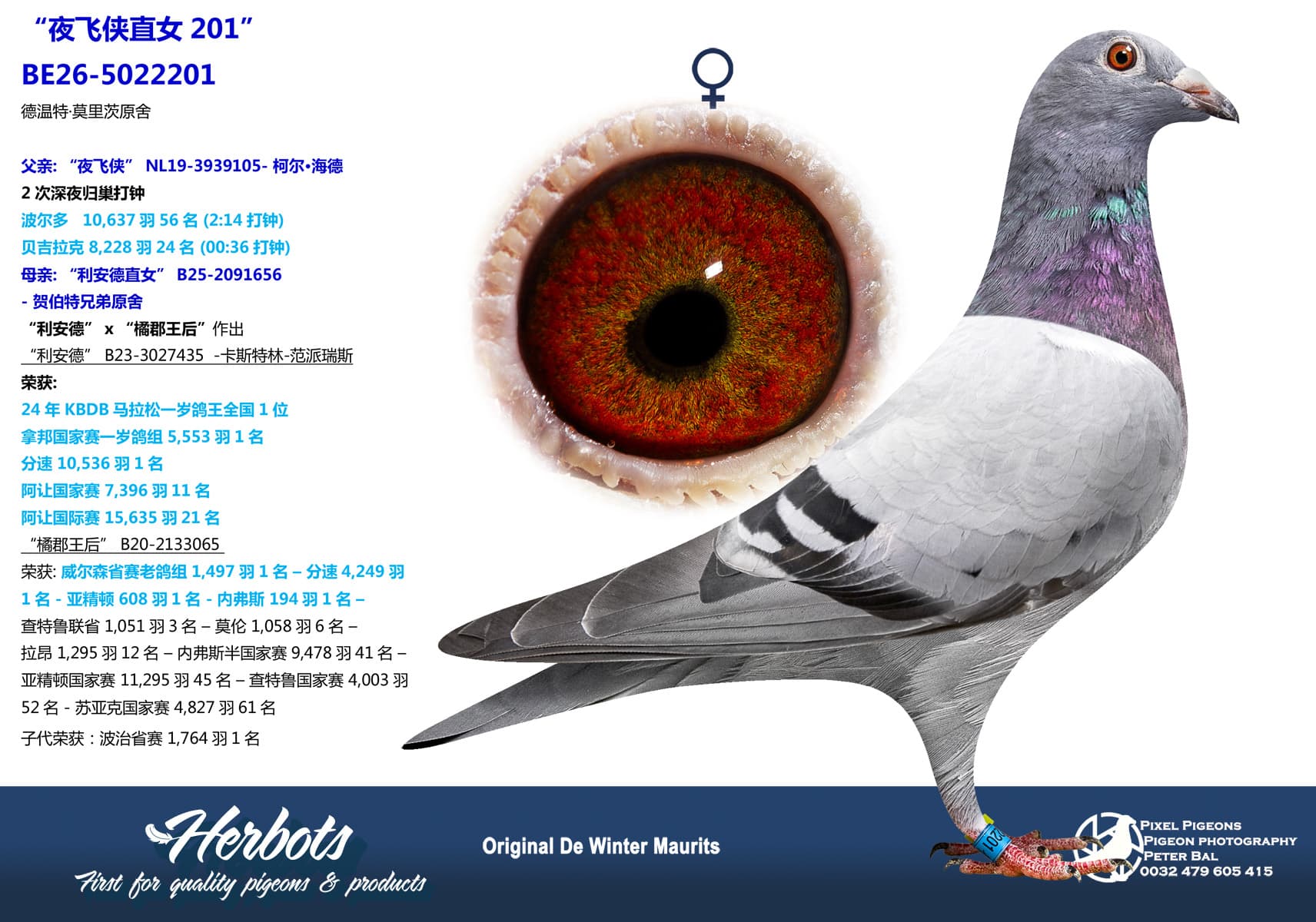 pigeon: undefined