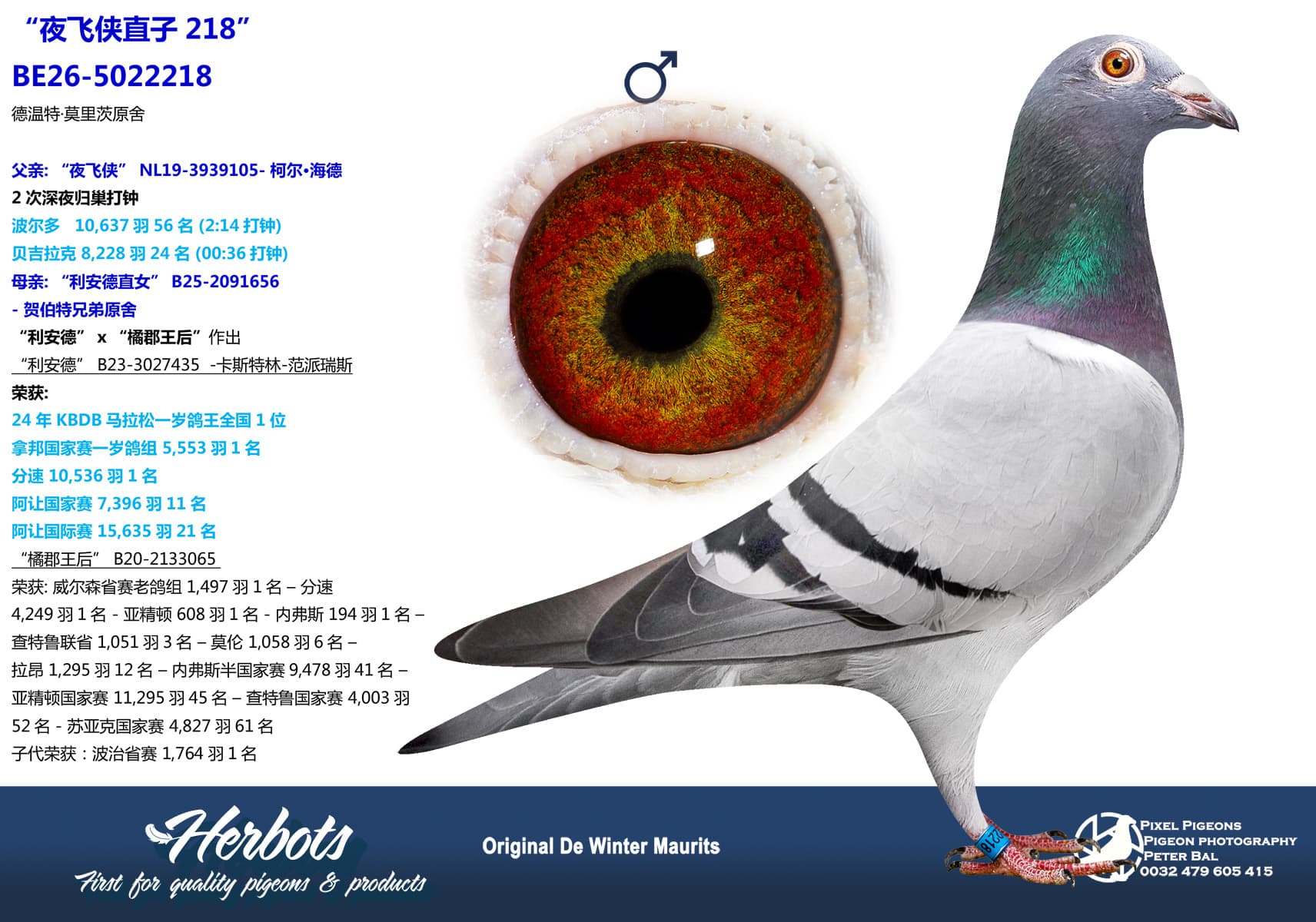 pigeon: undefined