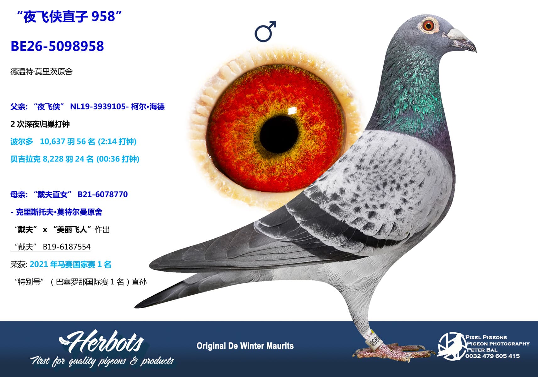 pigeon: undefined