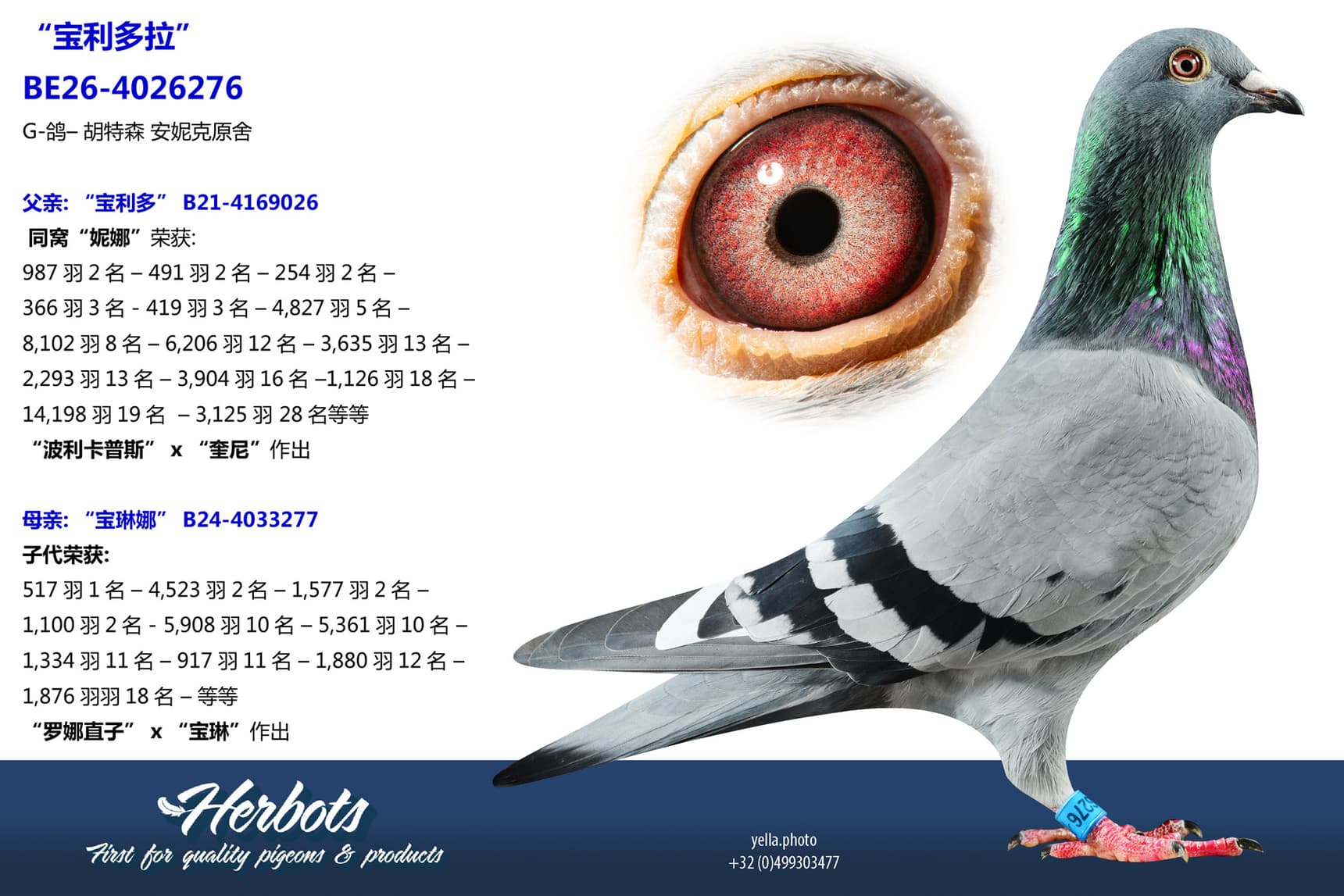 pigeon: undefined