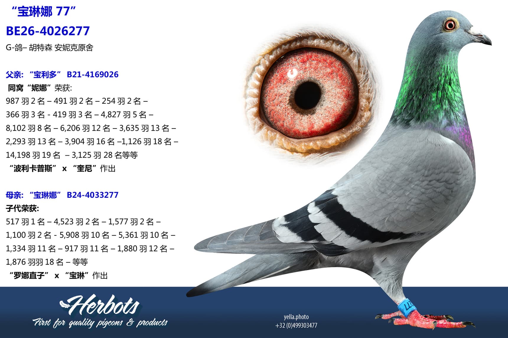 pigeon: undefined