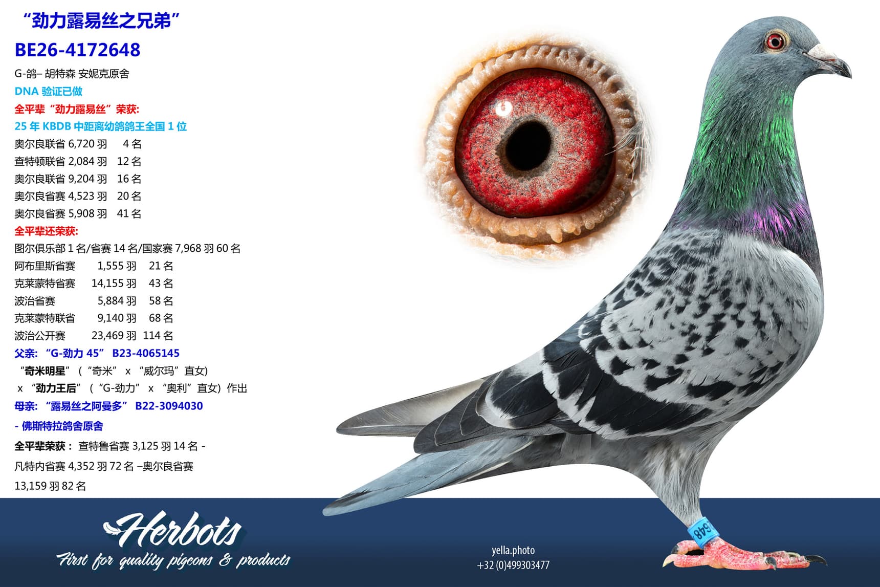 pigeon: undefined