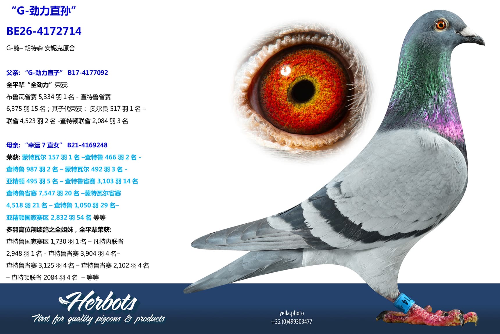 pigeon: undefined