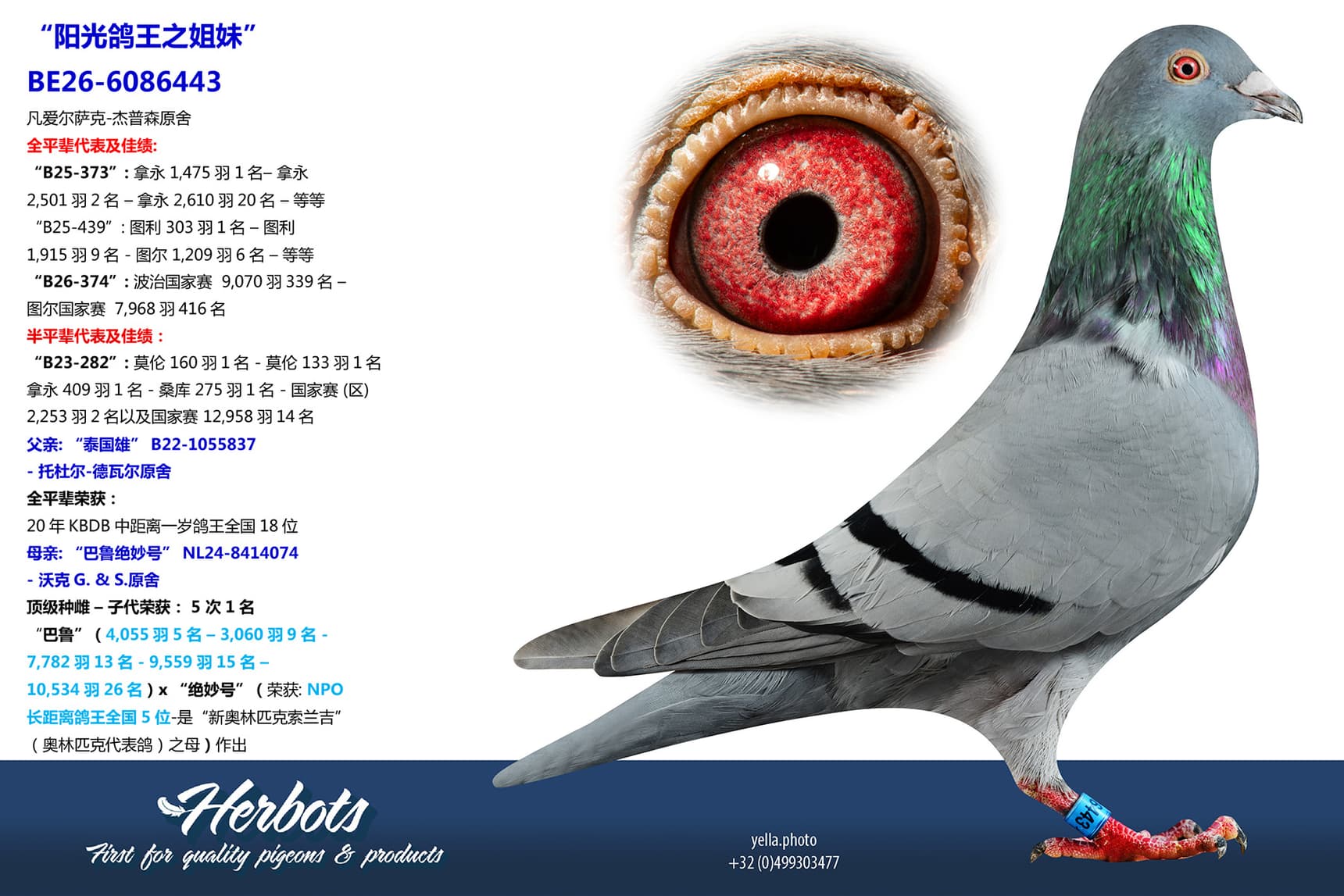 pigeon: undefined