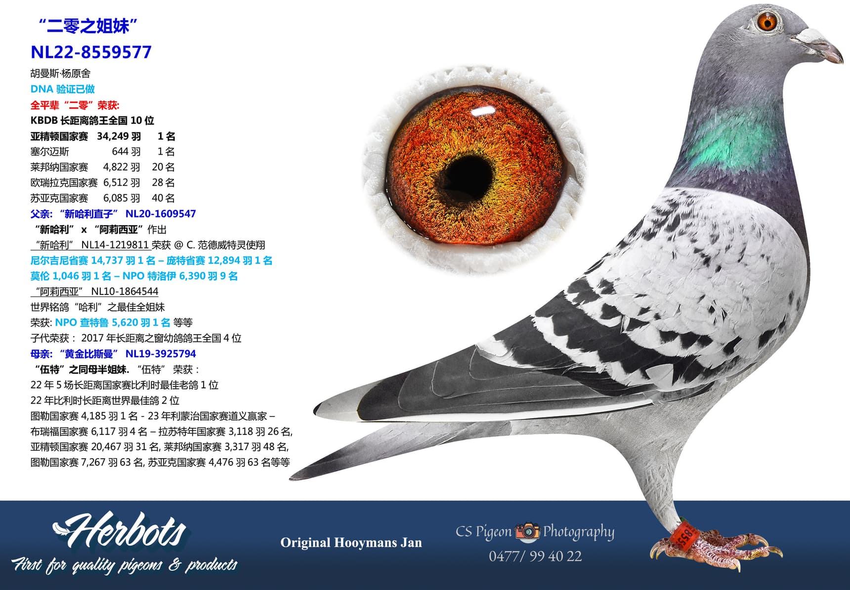 pigeon: undefined