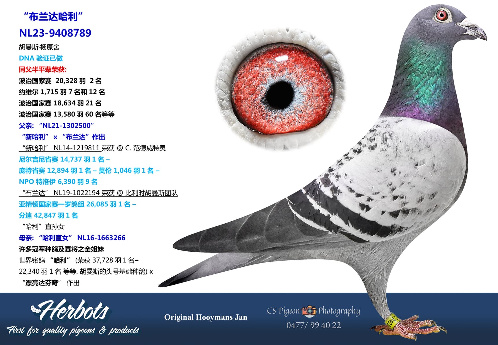 pigeon: undefined