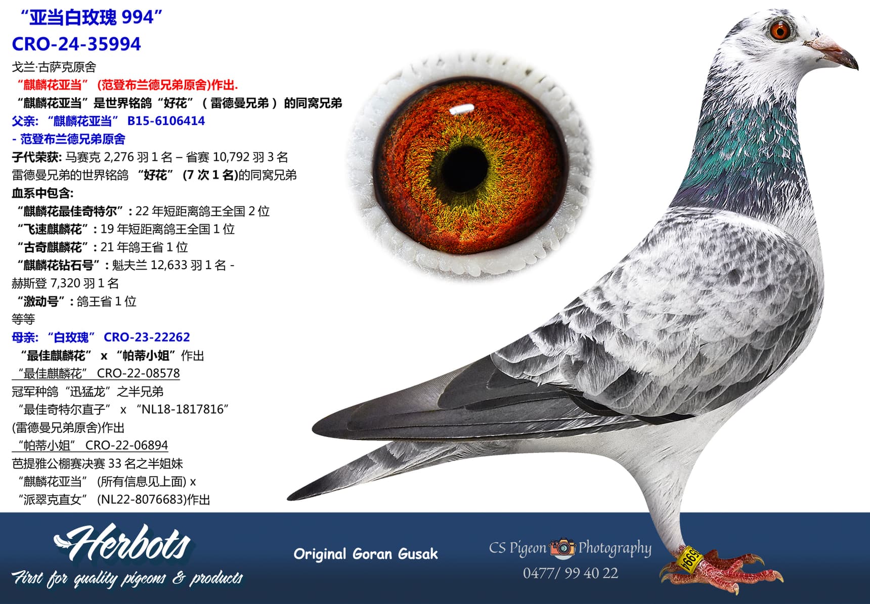 pigeon: undefined