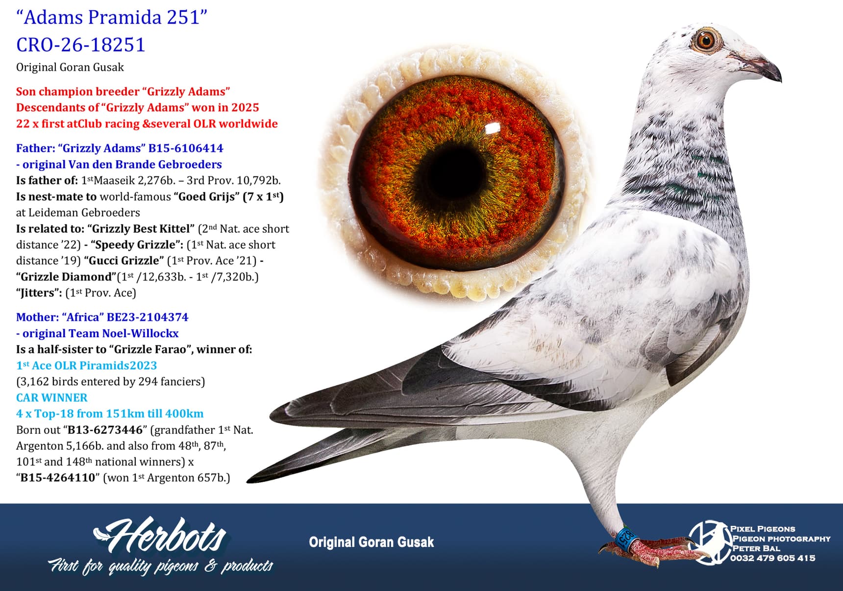 pigeon: undefined