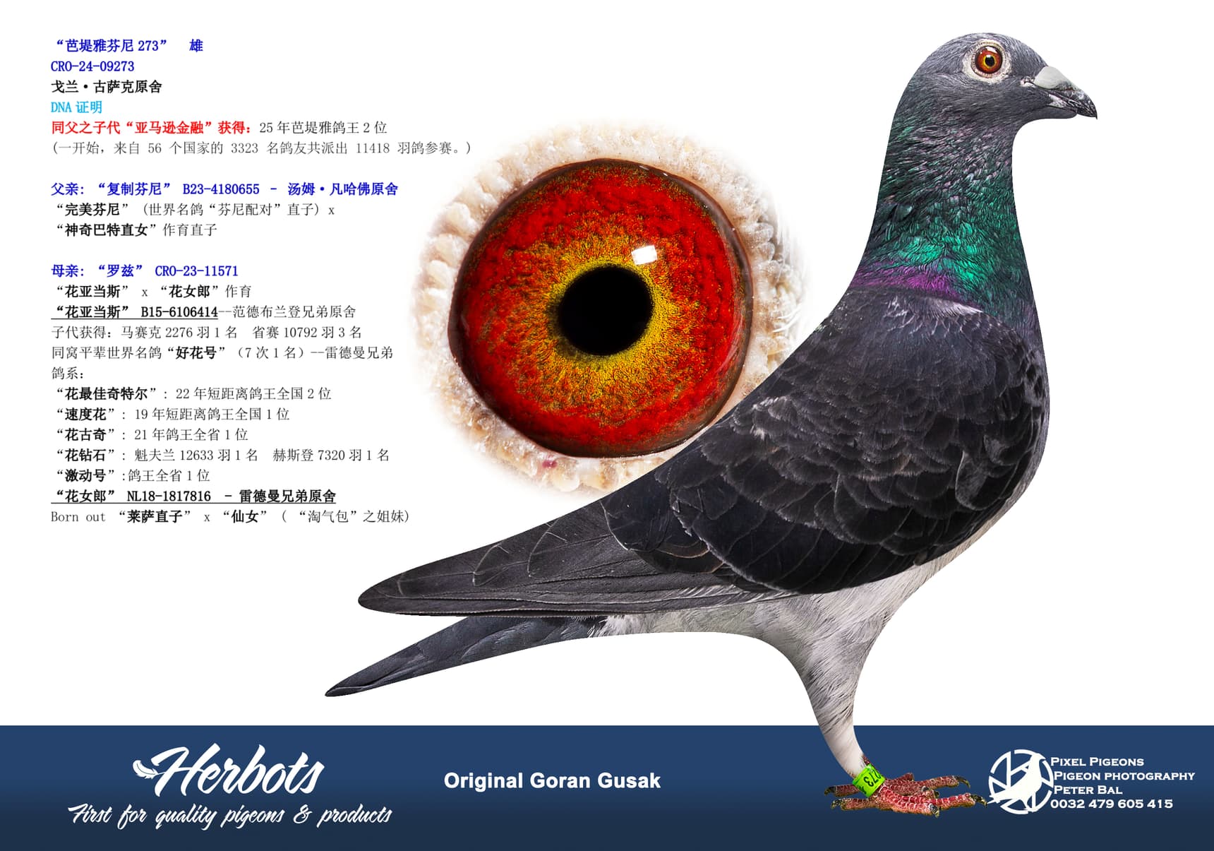 pigeon: undefined