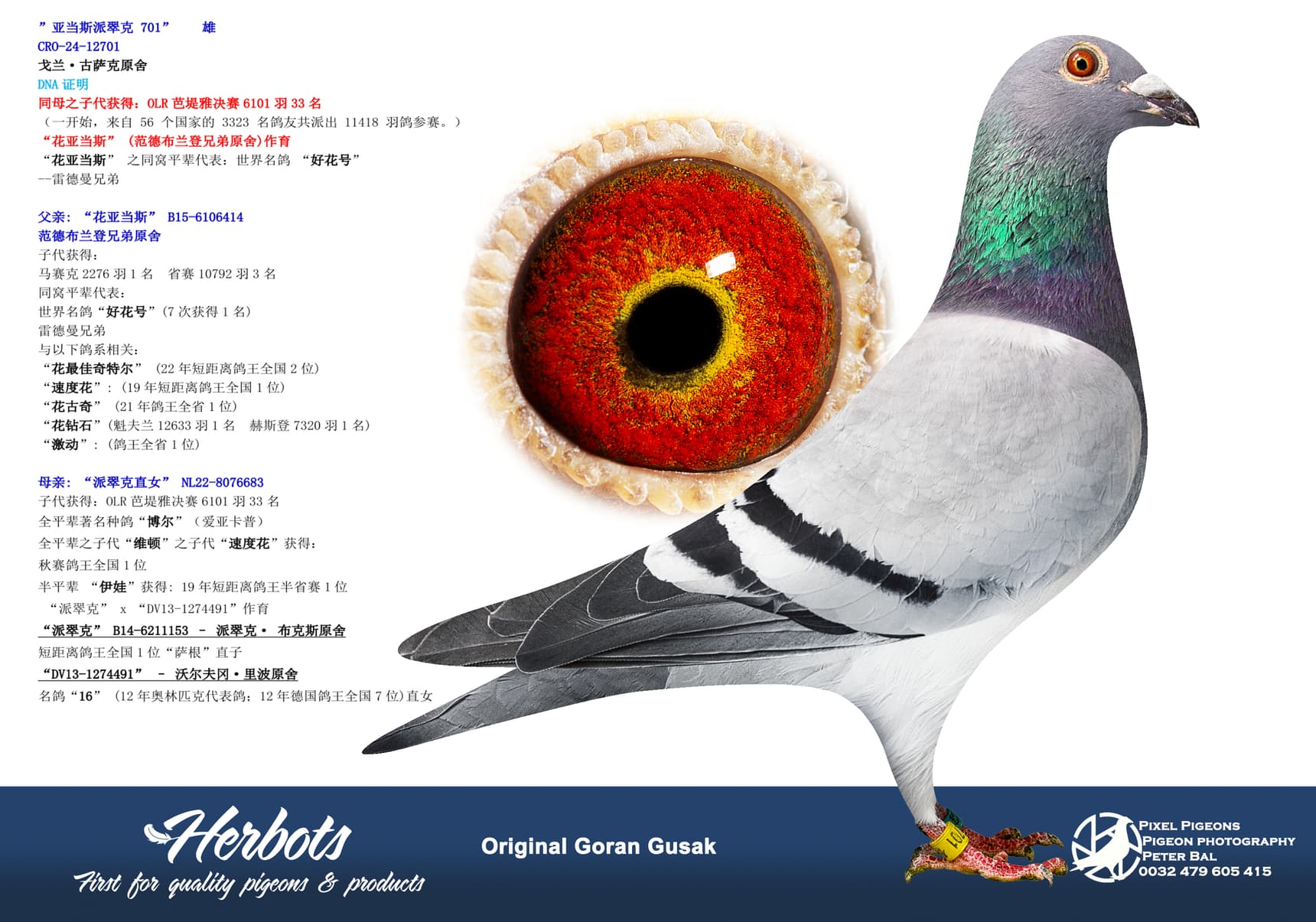 pigeon: undefined