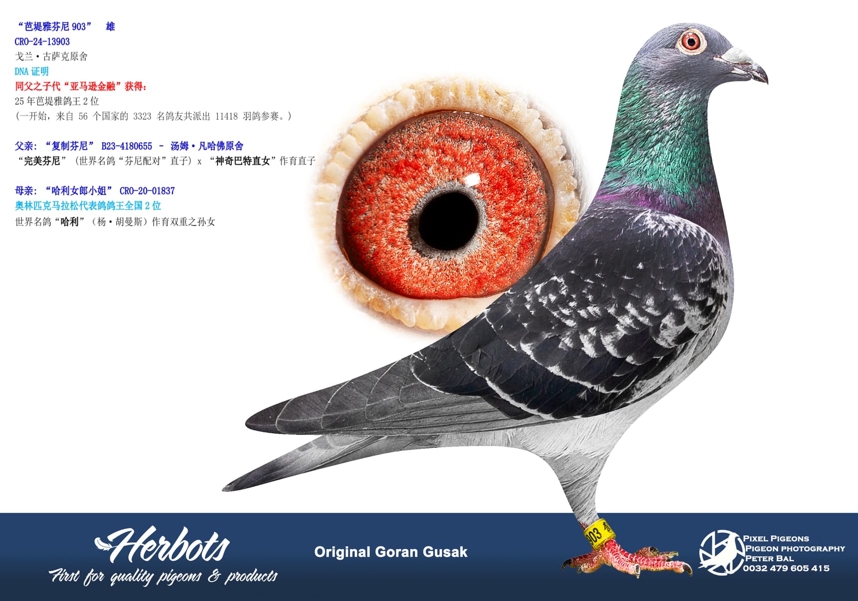pigeon: undefined