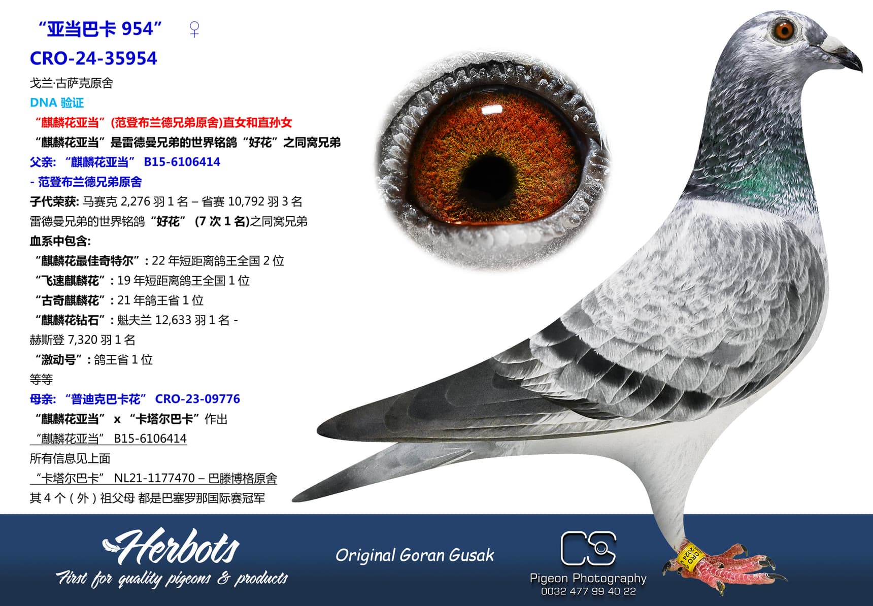 pigeon: “亚当巴卡 954”