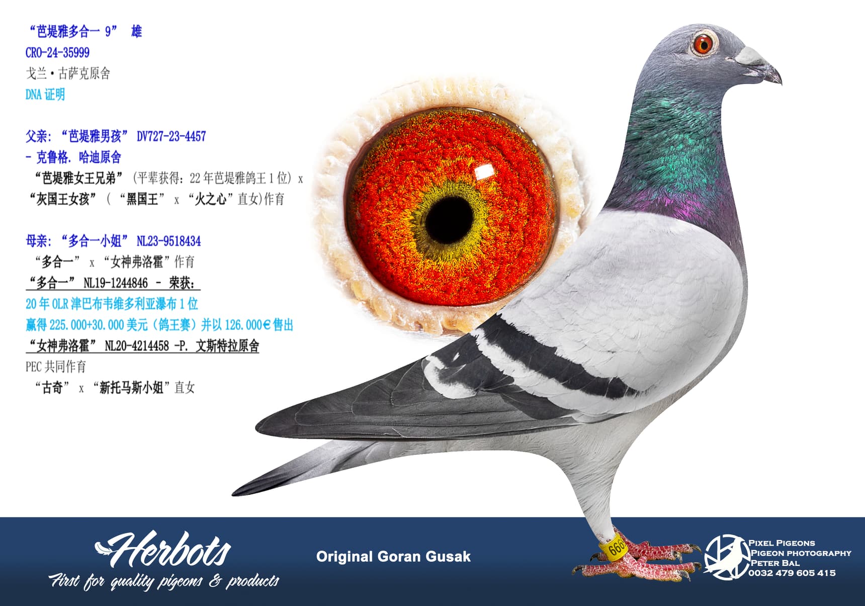 pigeon: undefined