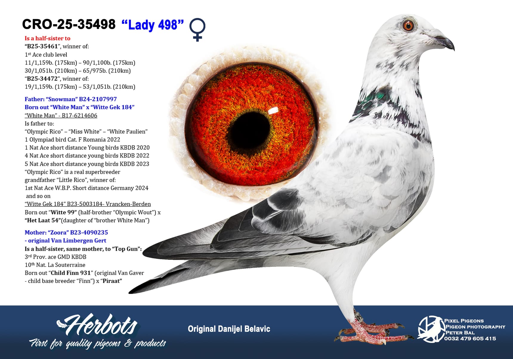 pigeon: undefined