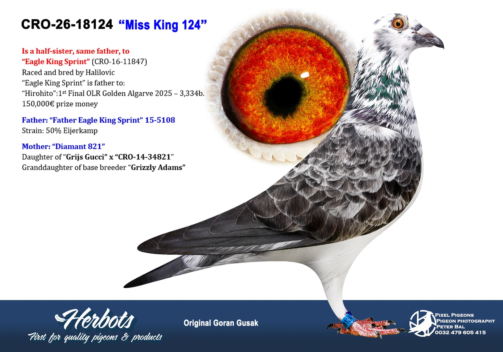 pigeon: undefined