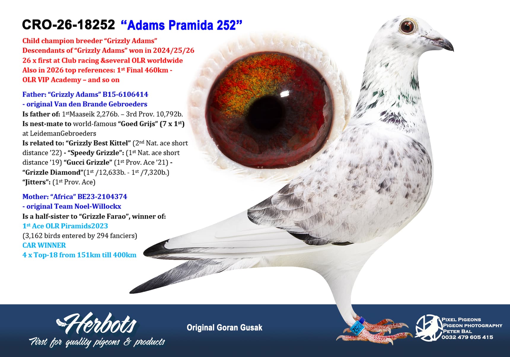pigeon: undefined