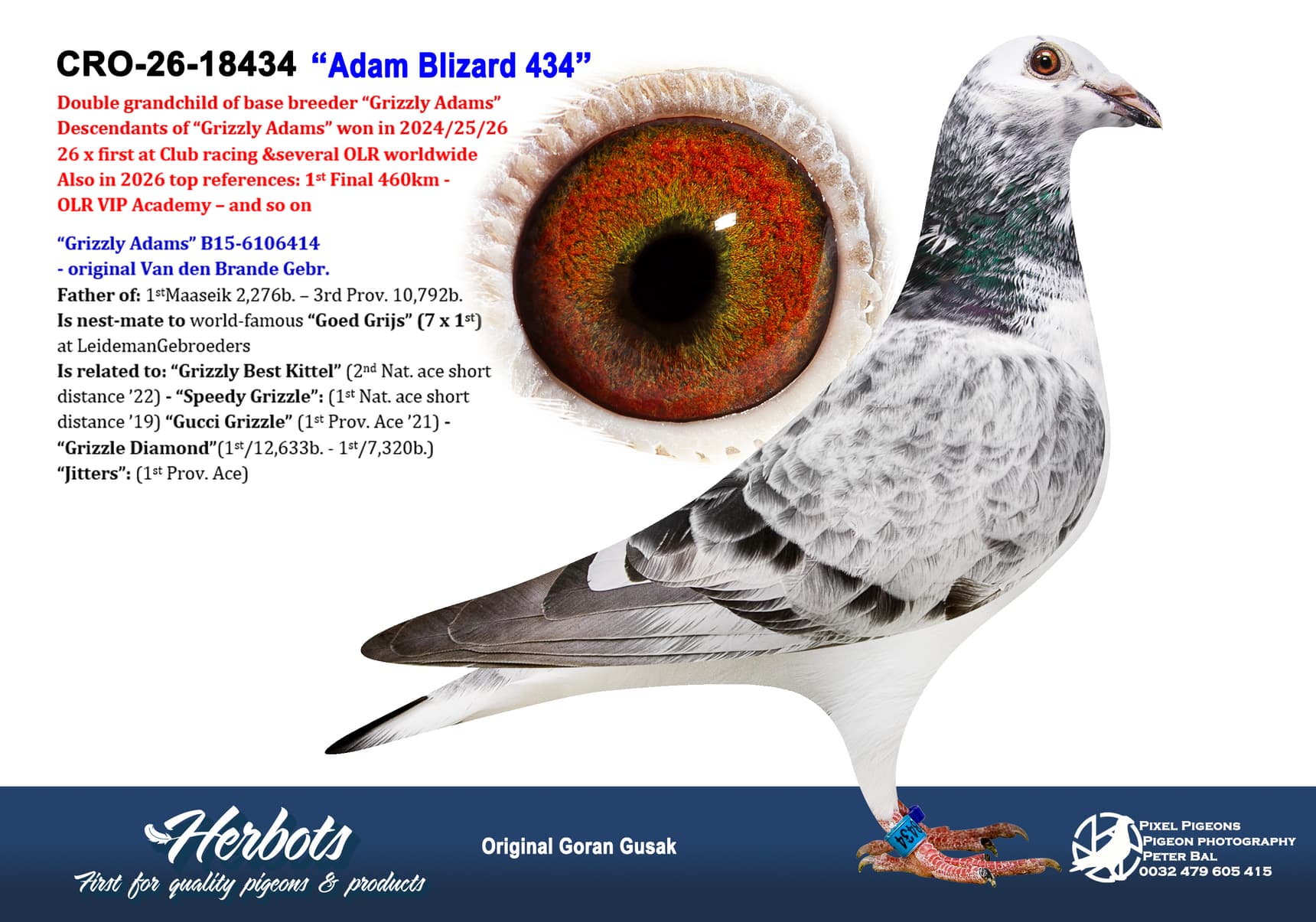 pigeon: undefined