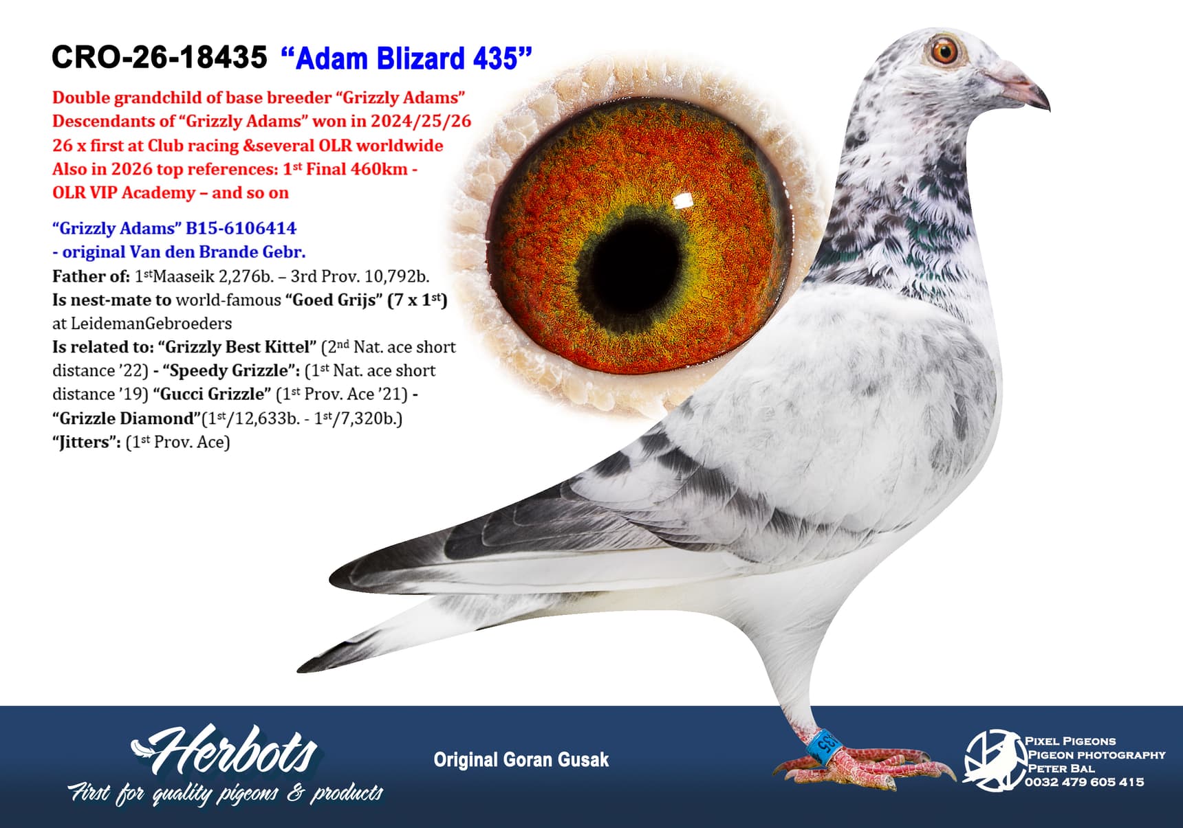 pigeon: undefined