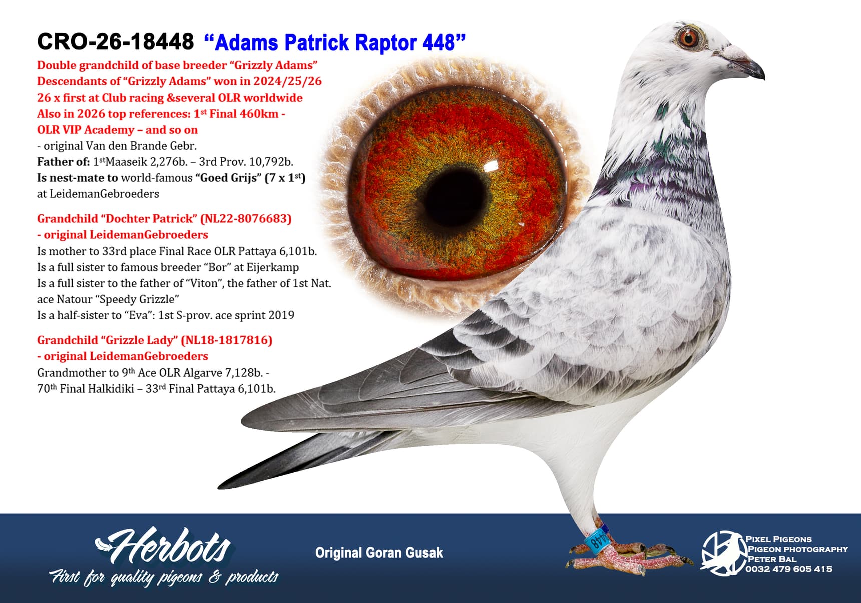 pigeon: undefined