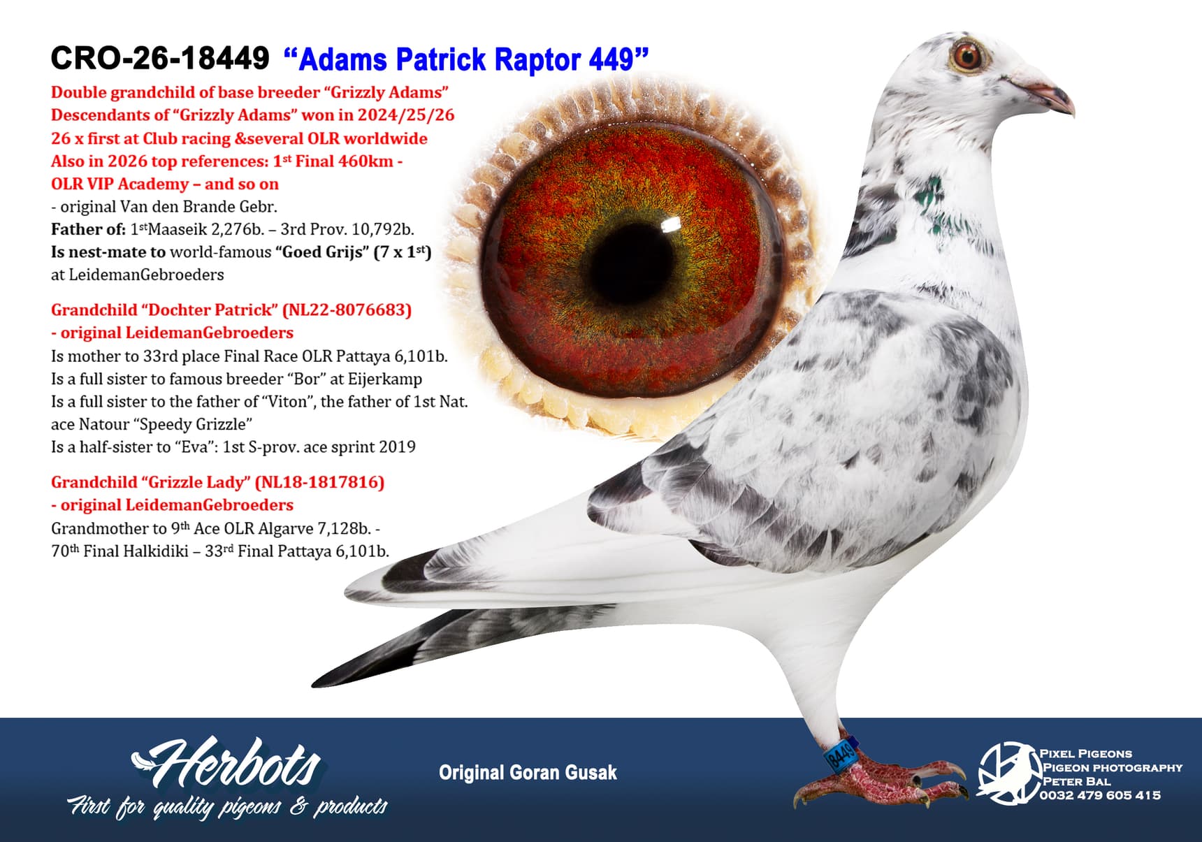 pigeon: undefined