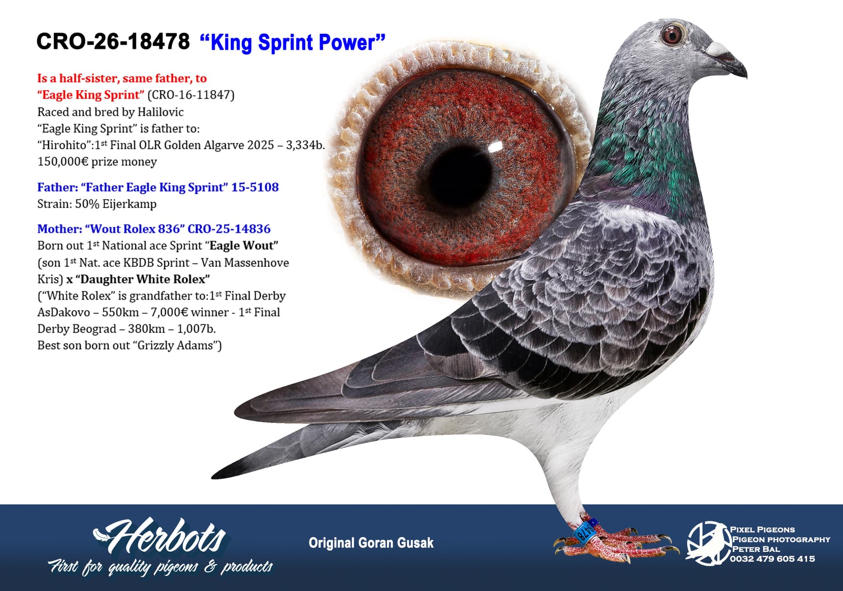 pigeon: undefined
