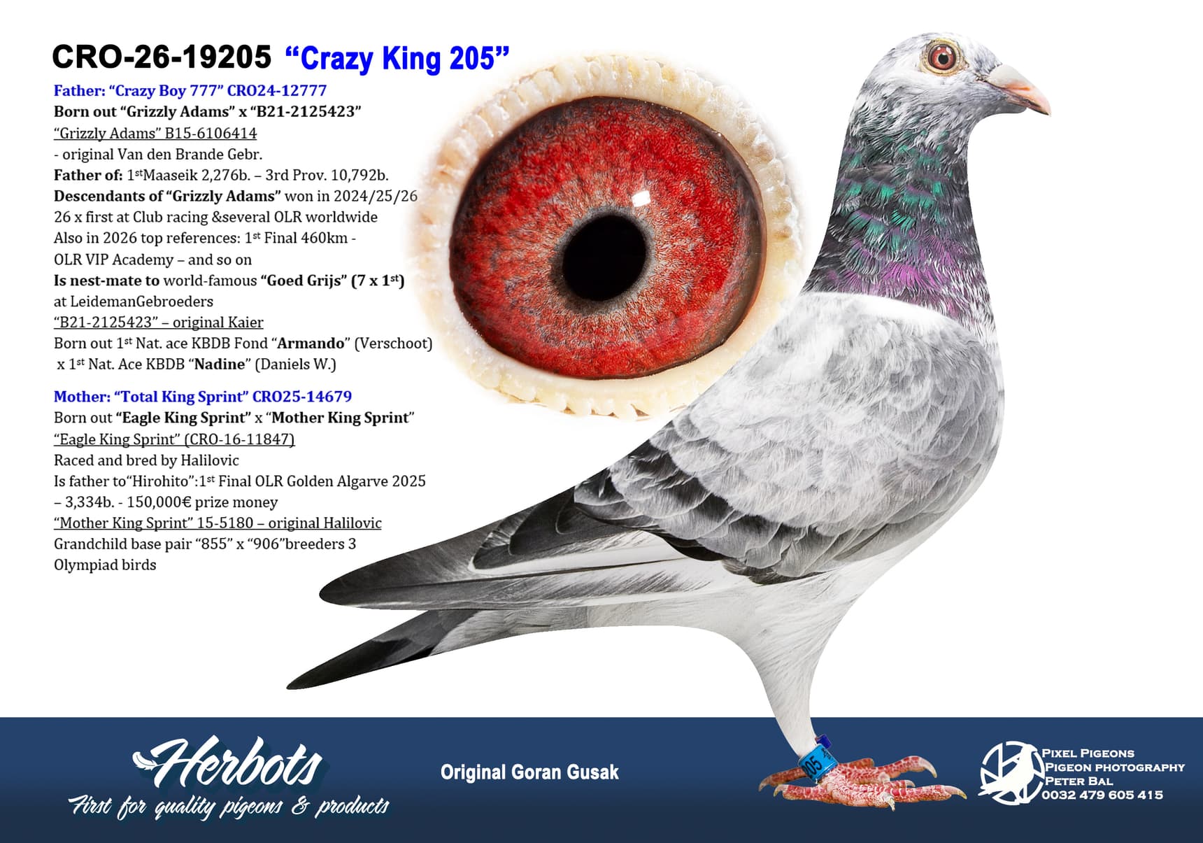 pigeon: undefined