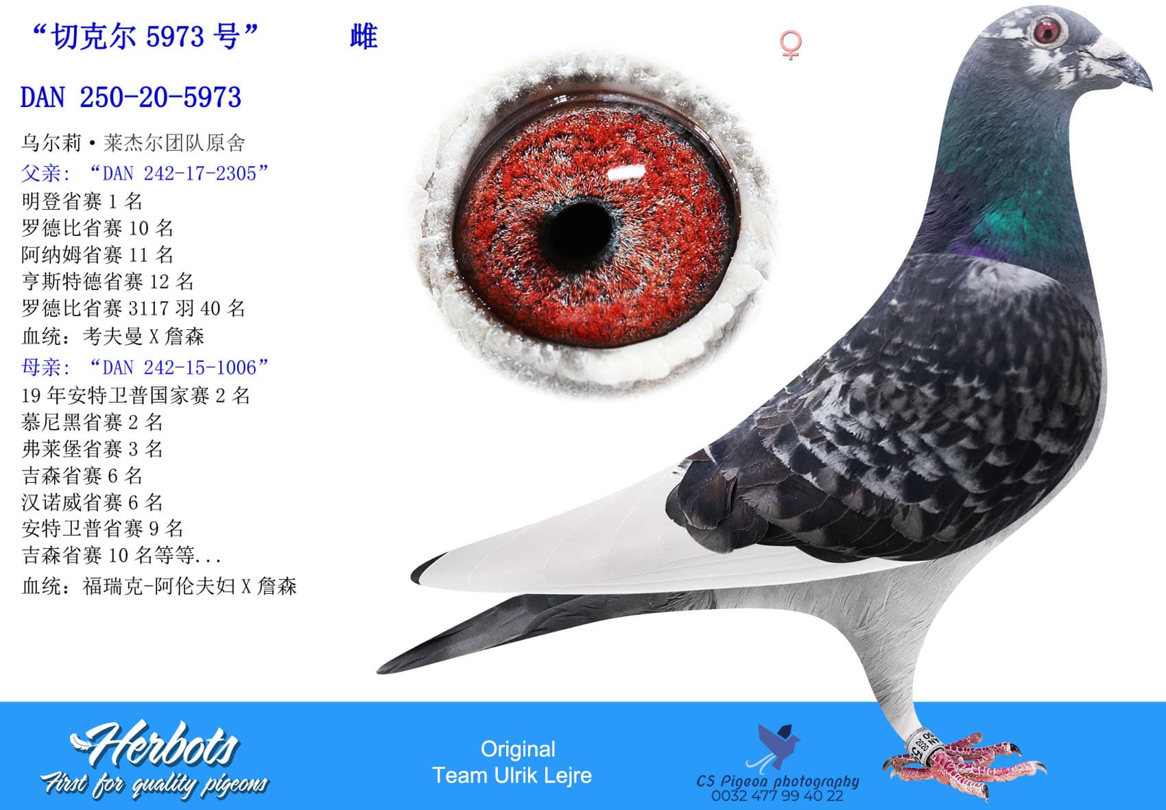 pigeon: undefined