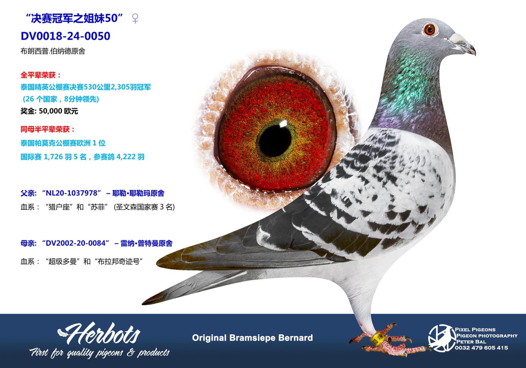 pigeon: “决赛冠军之姐妹50”