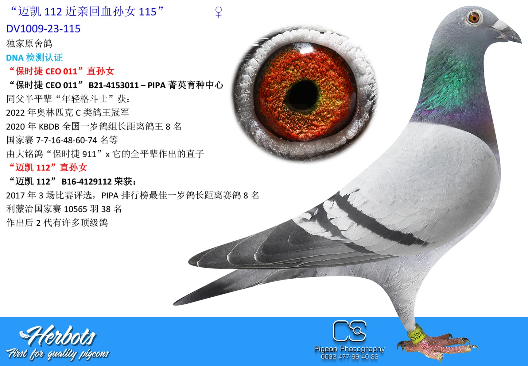 pigeon: undefined