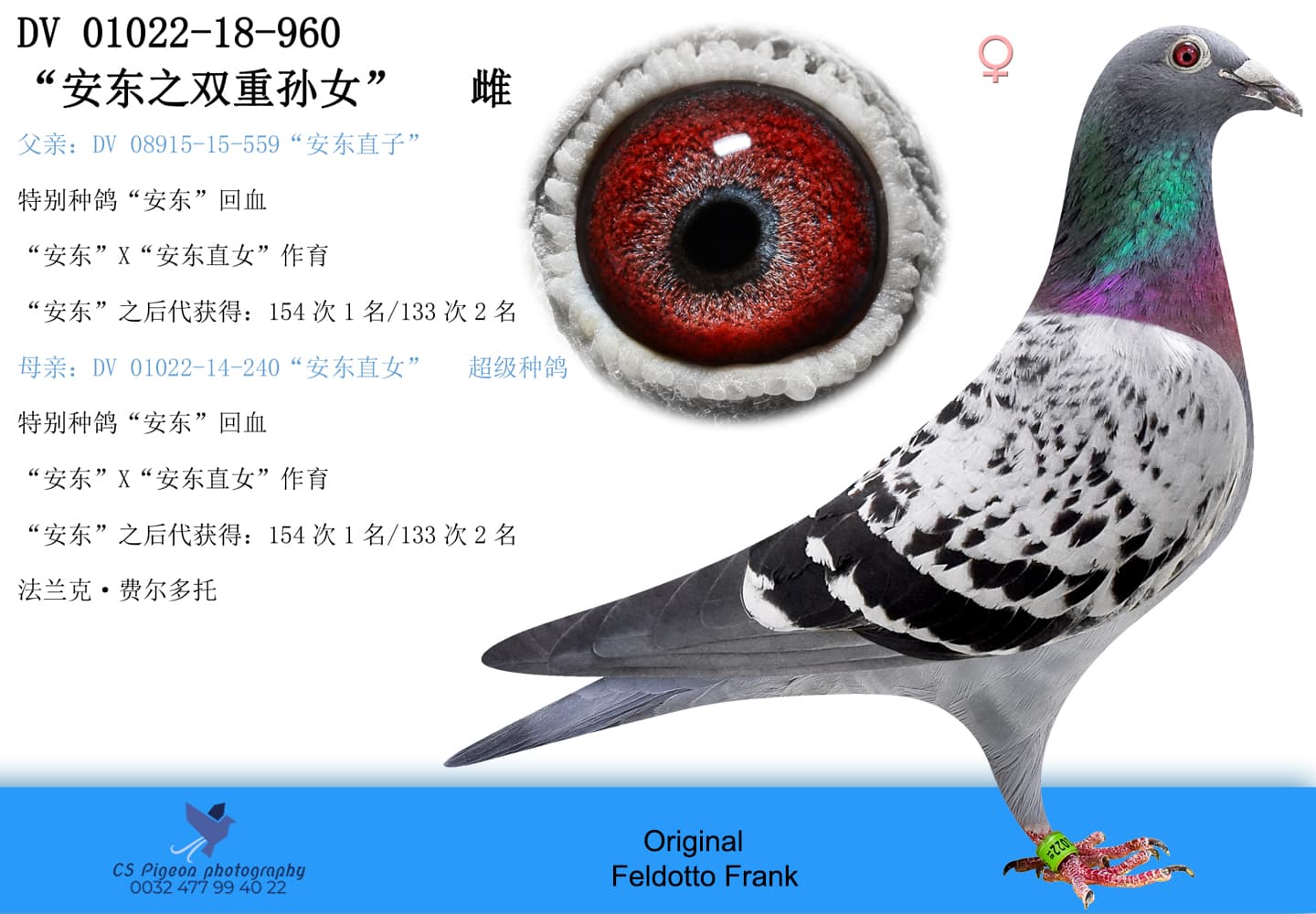 pigeon: undefined