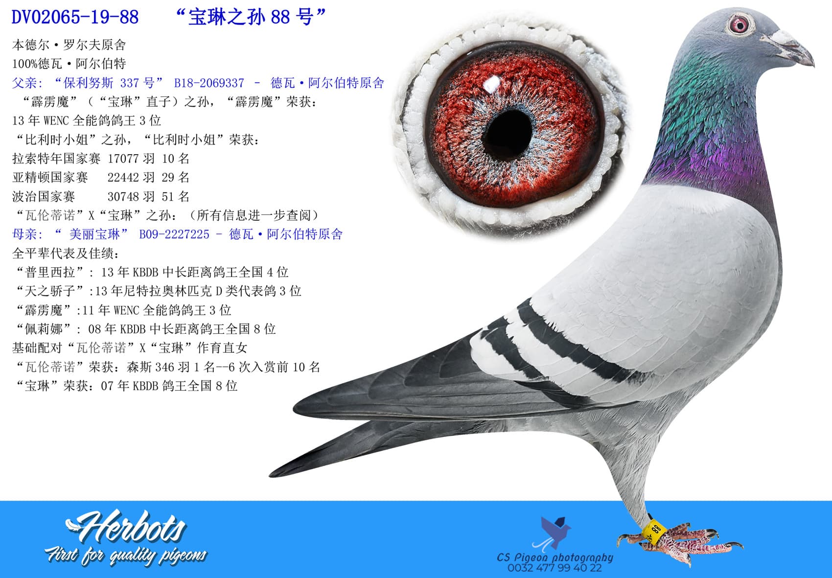 pigeon: undefined