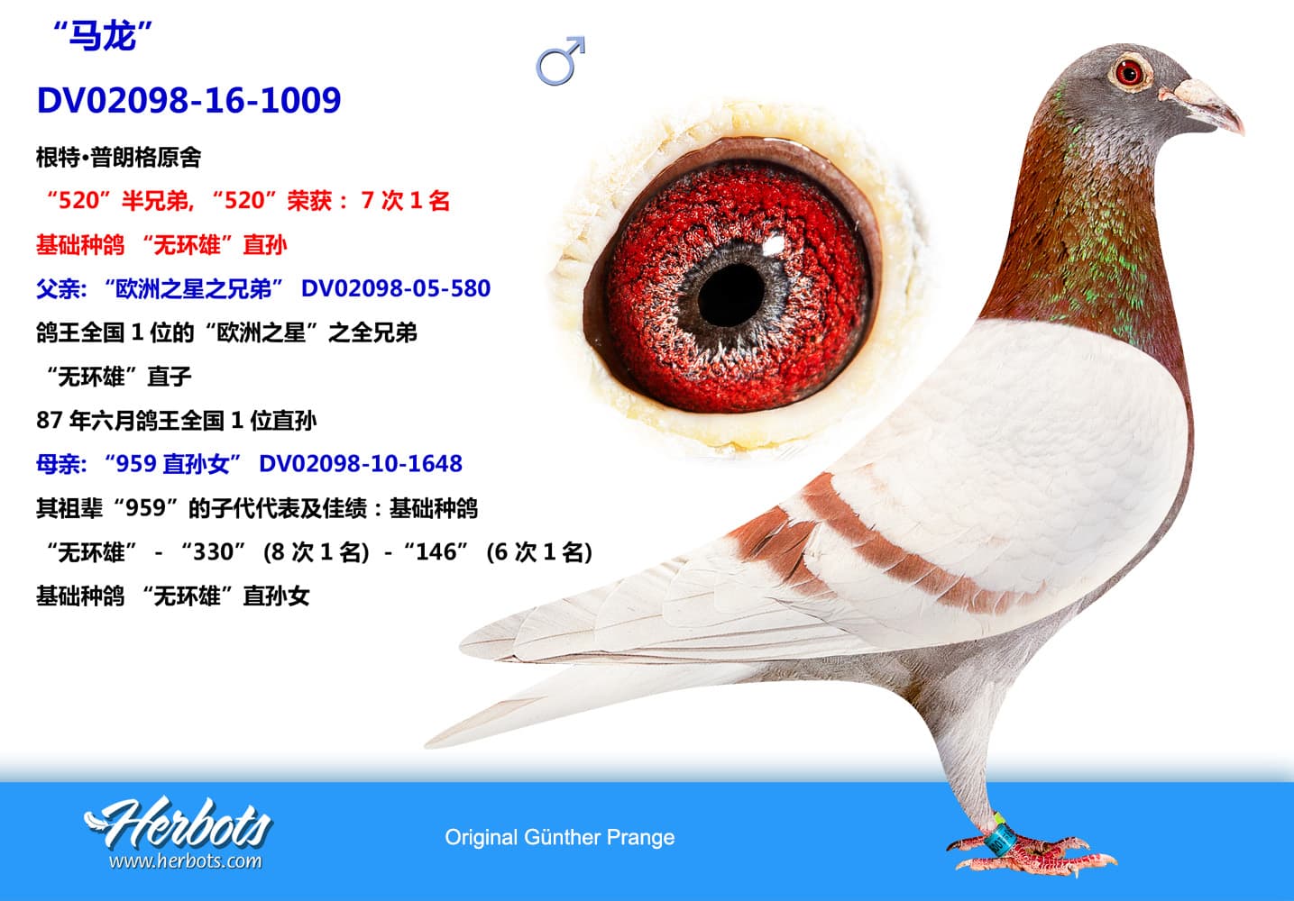 pigeon: undefined