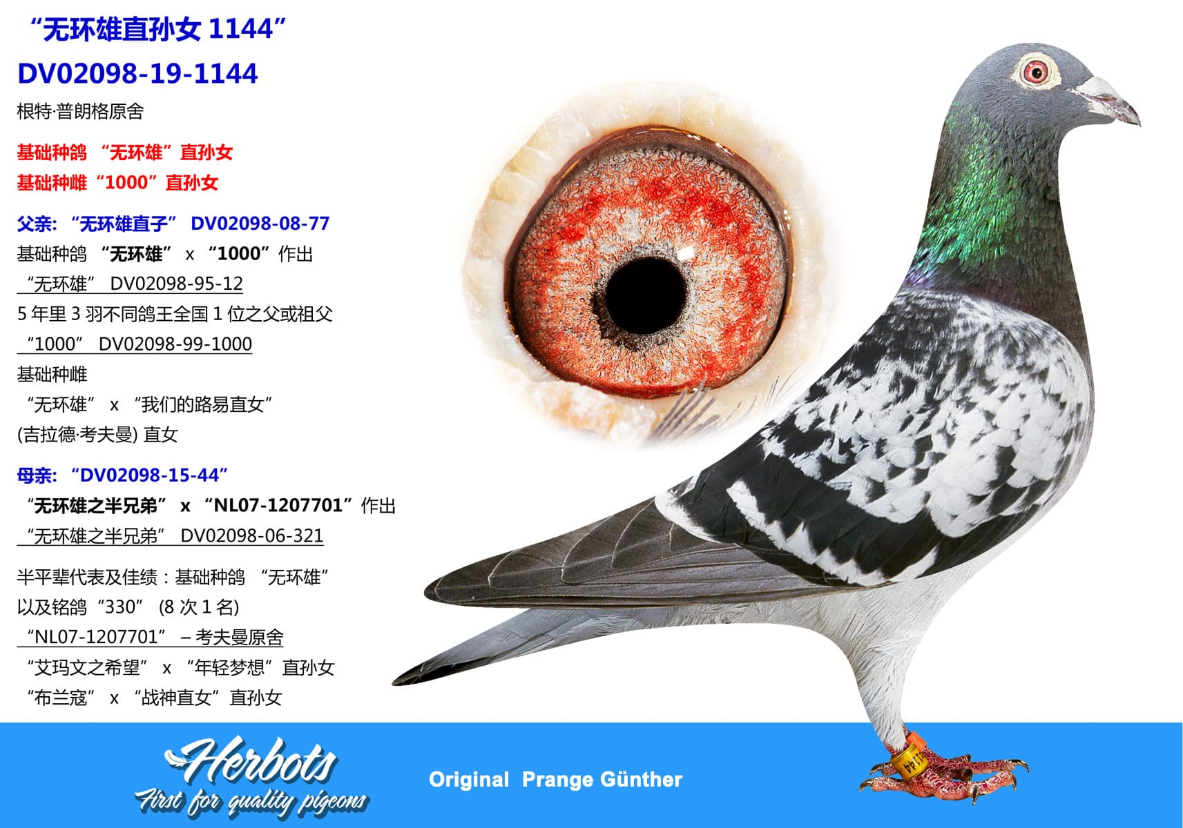 pigeon: undefined