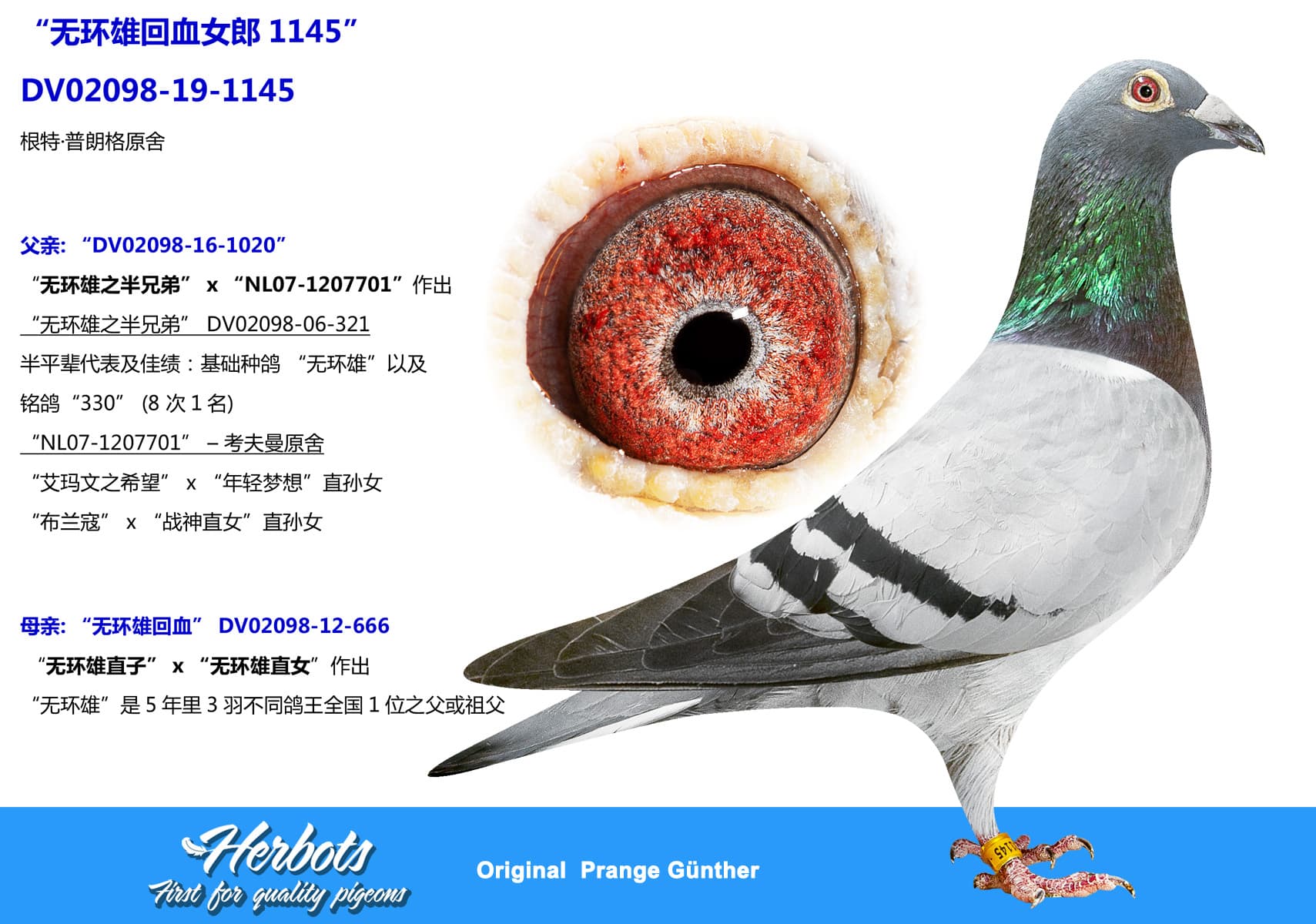 pigeon: undefined
