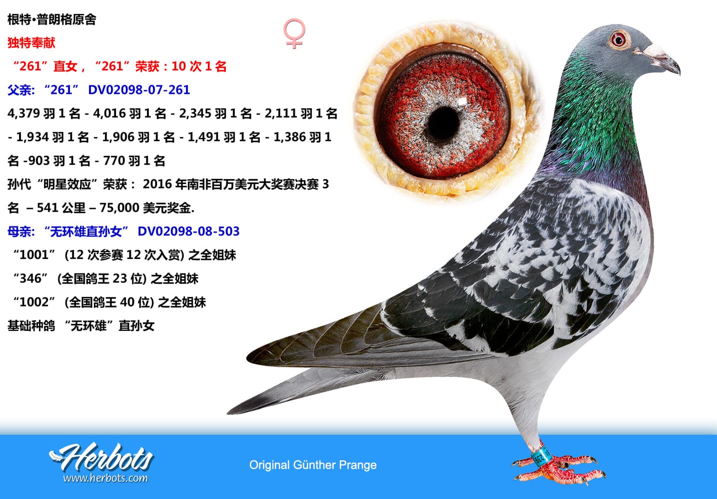 pigeon: undefined
