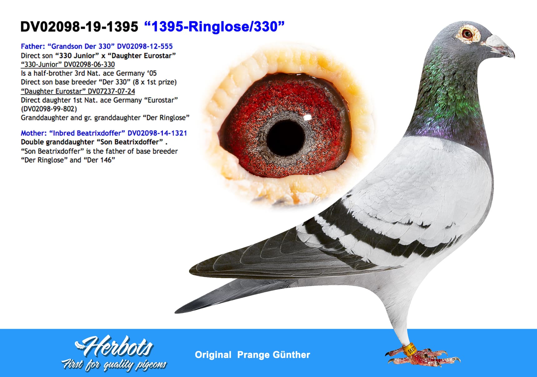pigeon: undefined