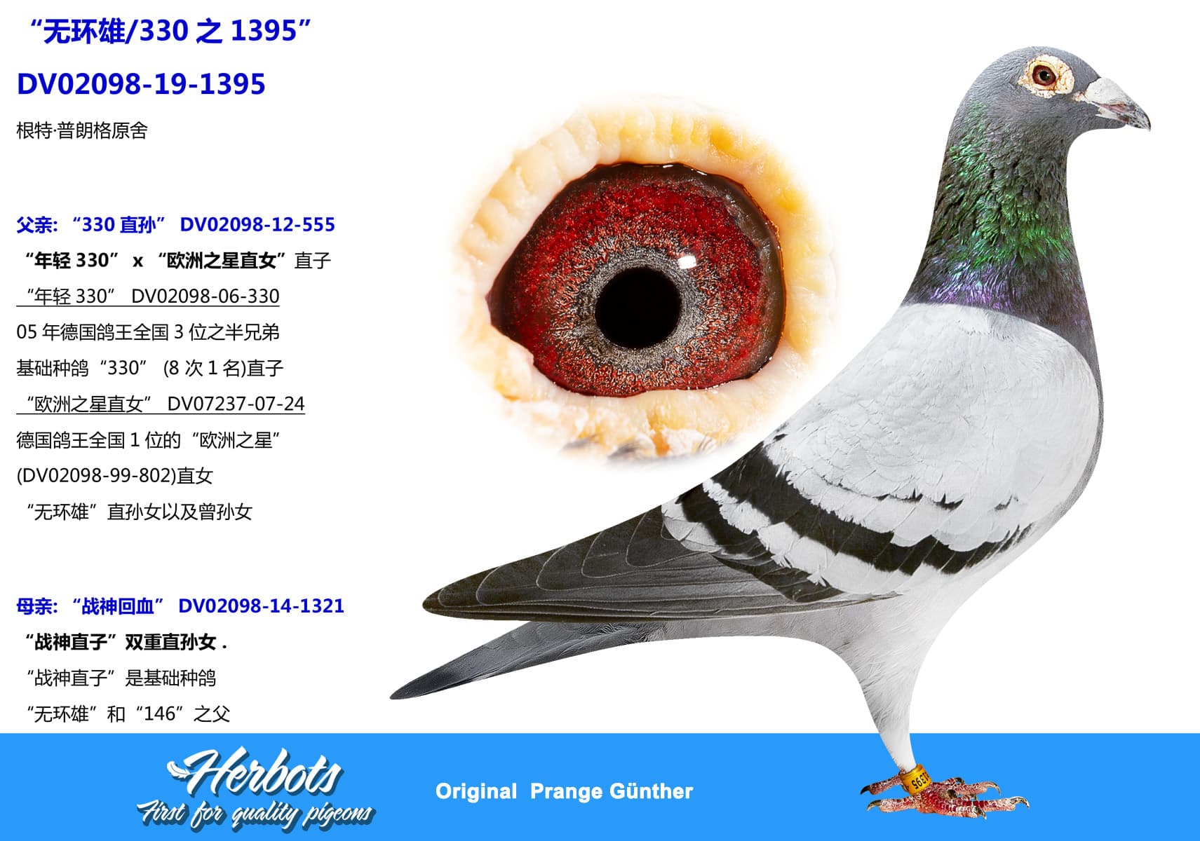 pigeon: undefined