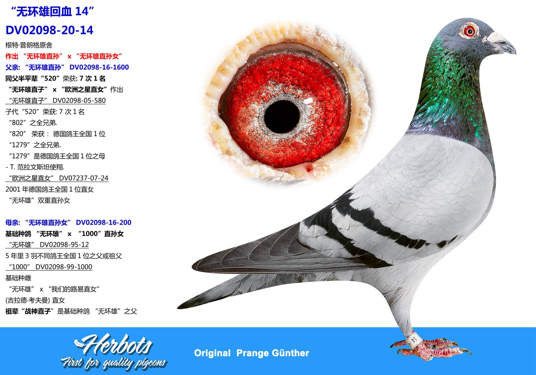 pigeon: undefined