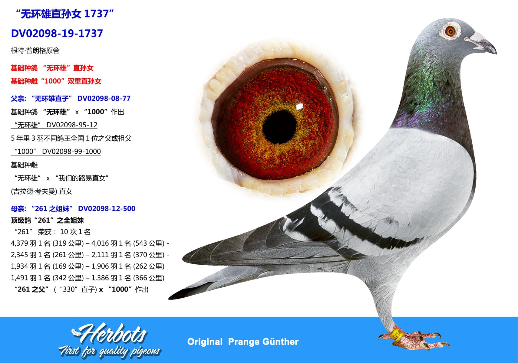 pigeon: undefined