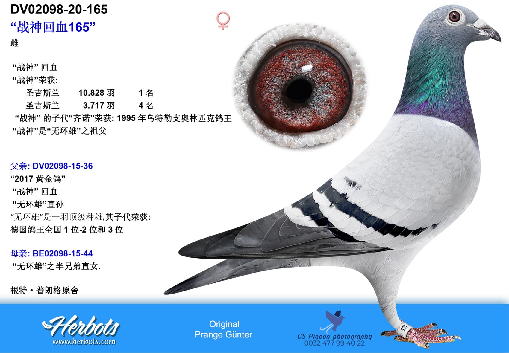 pigeon: undefined