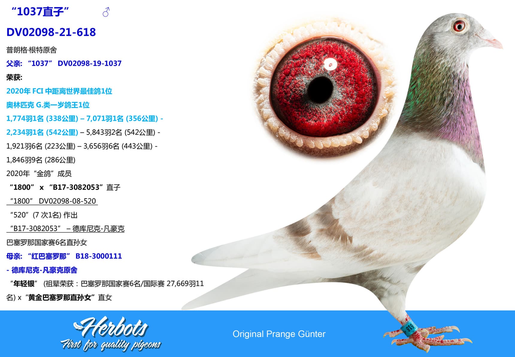 pigeon: undefined