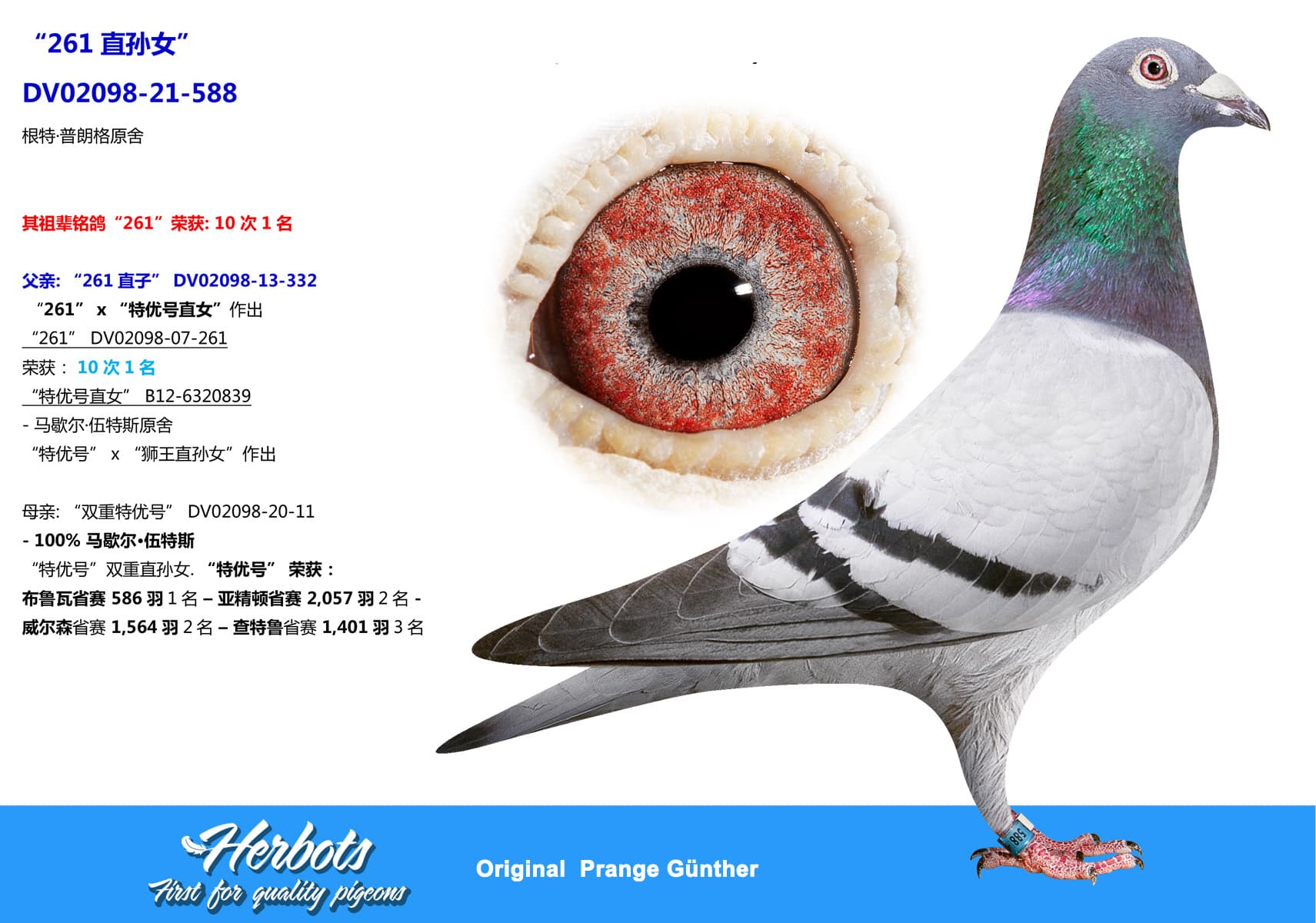 pigeon: undefined