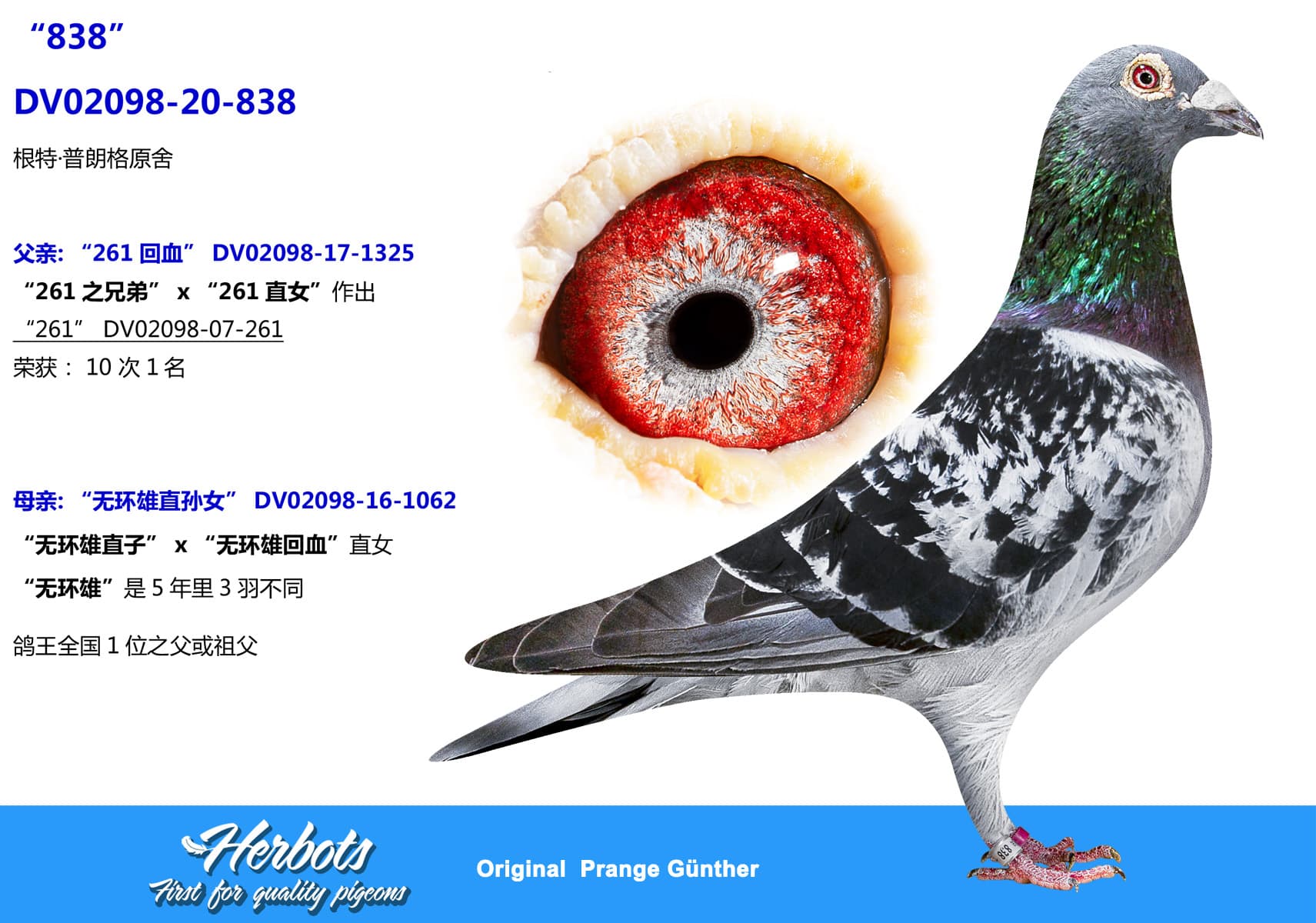pigeon: undefined