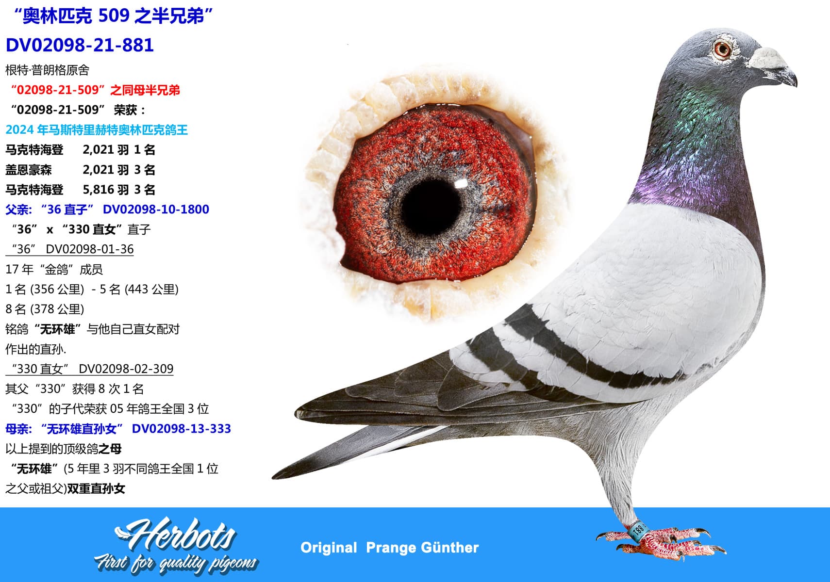 pigeon: undefined