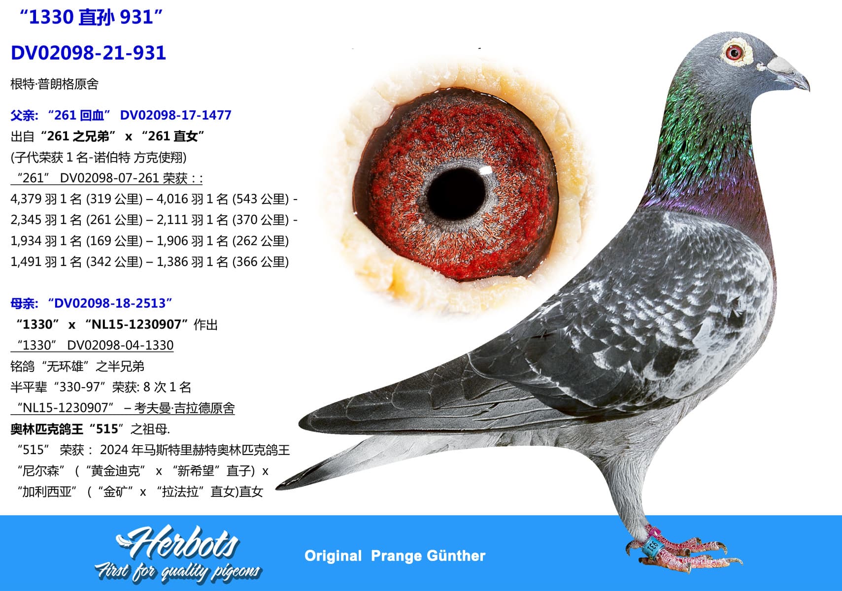 pigeon: undefined
