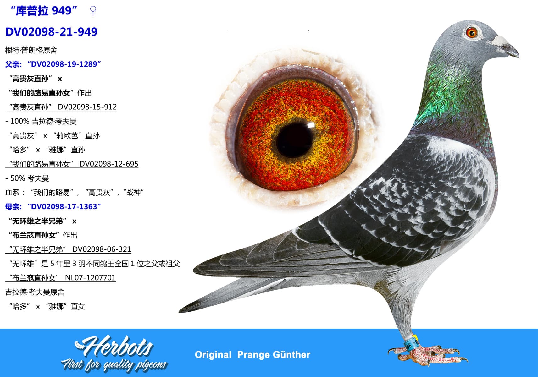 pigeon: undefined